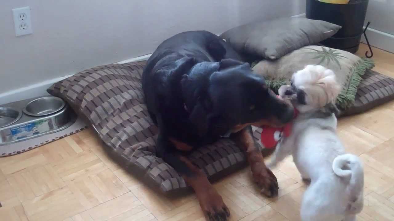 shih tzu rottweiler rottweiler shih tzu puppy tug of war shih tzu rottweiler rottweiler shih tzu puppy tug of war