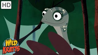 Rainforest Creatures Lizards, Monkeys, Insects More Full Episodes Wild Kratts