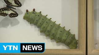 '애완곤충', 취미에서 산업으로 / YTN