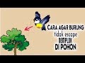 burung suka nemplok di pohon ??? cara ini mungkin bisa membantu
