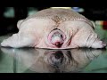 weird marine animals