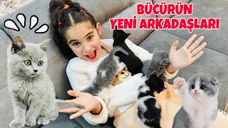 BÜCÜR YENİ DOĞAN YAVRU KEDİLERİ ZİYARETE GİTTİ !! ARKADAŞ KEDİLERE İSİM KOYALIM 