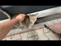 Play this video Cute and Funny Cat Videosрё-Feeding Stray Cats  YUFUS