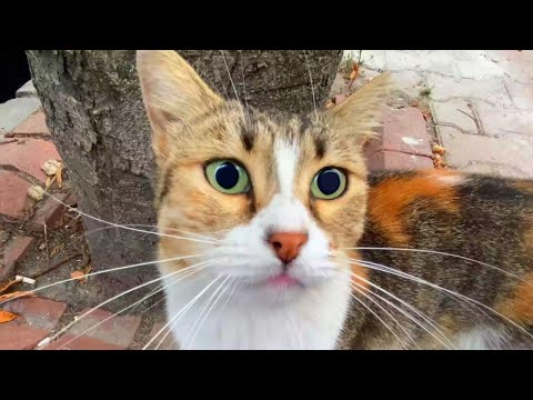 Play this video Cute and Funny Cat Videosрё-Feeding Stray Cats  YUFUS