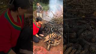 Harvesting Pine Nuts With Fire