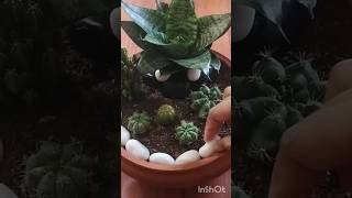 The Cutest Snake Plant & Cactus Arrangement