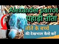 पहाड़ी तोते के बच्चे की देखभाल ऐसे करें, Taking Care of Baby Alexander parrot/bird