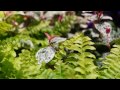 オリジナル曲「久遠に咲く花」　MIRIAM / KAITO