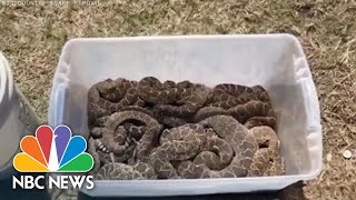 Snake Removers Find 45 Rattlesnakes Underneath Texas House | NBC News
