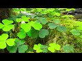 Peaceful Music, Relaxing music, Instrumental music