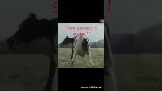Trás Para Frente Vaca Dançando