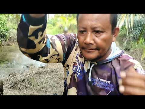 SANG PREDATOR MASIH TETAP GANAS