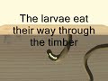 woodworm