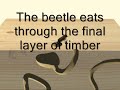 woodworm
