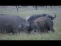 Buffalo