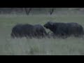 Buffalo