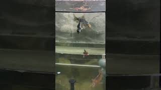 Fish In Water / Рыбка В Воде