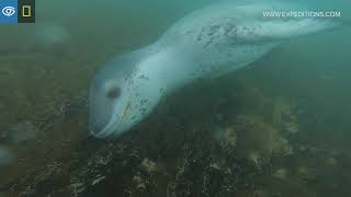 Leopard Seal Vocalizations Antarctica Lindblad Expeditions-National Geographic