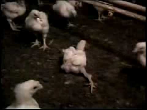 KFC DOES CHICKENS WRONG