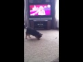 Jack the dog dancing