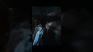 Viking Wolf Filmcin