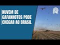Nuvem de gafanhotos destrói lavoura de milho na Argentina e ...