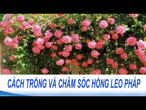 Kỹ thuật trồng cây hoa hồng leo bằng hạt ra hoa cực nhanh | Kỹ thuật trồng hoa hồng leo Pháp