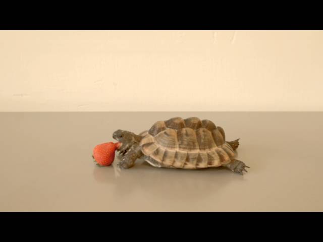 Alan Rickman Narrates A Tortoise Eating A Berry - Video