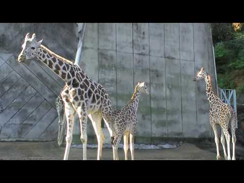 キリンのおやつ（東山動植物園）