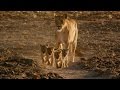 Four Lion Cubs with Five Good Dads!