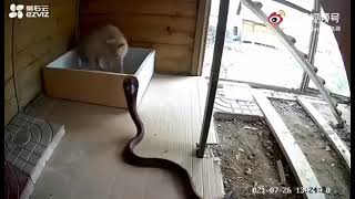Кот Против Змеи