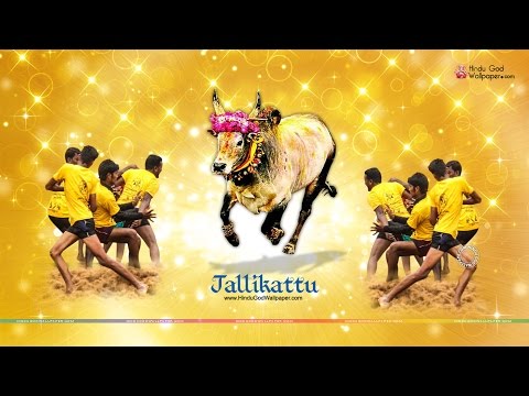 Jallikattu Victory Song | Italy | 2017 Jallikattu Victory Song | Italy | 2017 #1