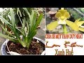 Lan kiếm xanh huế chia sẻ một thân lan kiếm xanh huế duy nhất