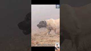 Kangal Vs Wolf The Turkish Dog The Ultimate Protector Of Livestock