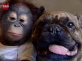 Bulldog Kisses Orangutan