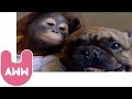 Bulldog Kisses Orangutan