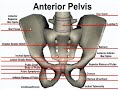 Anterior Bone Landmarks (Pelvis)