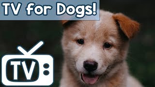 Calm Your Dog TV - TV for Stressed Dogs! Nature Footage with soothing Music (Separation anxiety)