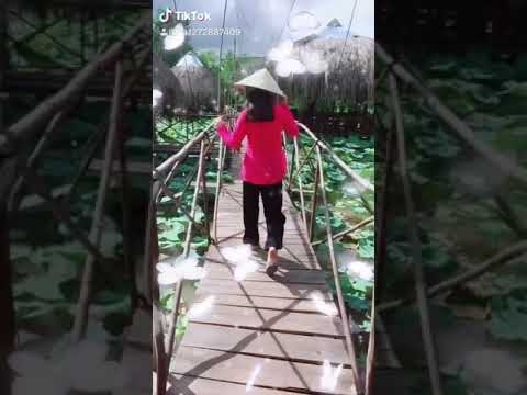 Nha hang sen viet