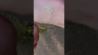 Dirty Soles Time-Lapse Walking Barefoot Over Stone Paths