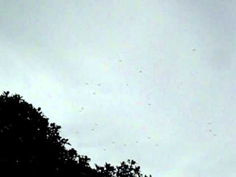 swarm mosquitoes
