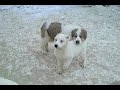 Щенкам 2 и 3 месяца. 