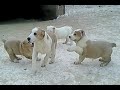 Крупные, могучие. Крови заинбредированы на 