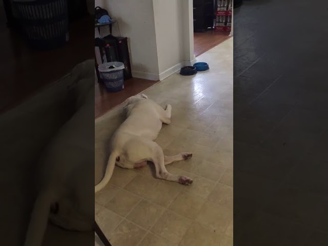 Dog Throws Tantrum When He Doesn’t Get His Gravy - Video