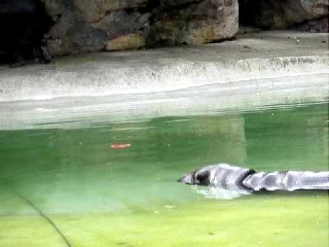 カバ　London Zoo -11 Hippopotamus