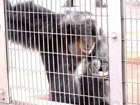 フクロテナガザルの鳴き声　　名古屋市東山動物園　2010．9．10