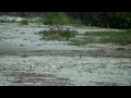 Long-Billed Curlew, Ft De Soto, St Petersburg, FL