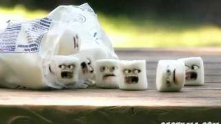 Marshmellow Murder Fast And Slow