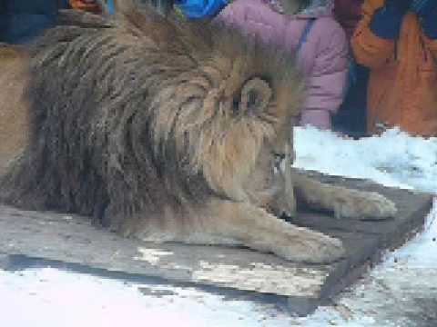 ライオンとトラのもぐもぐタイム＠旭山動物園