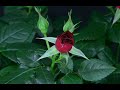 flower blooming rose